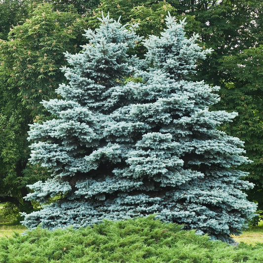 Blauwe spar 'Willemse selectie' - Bakker