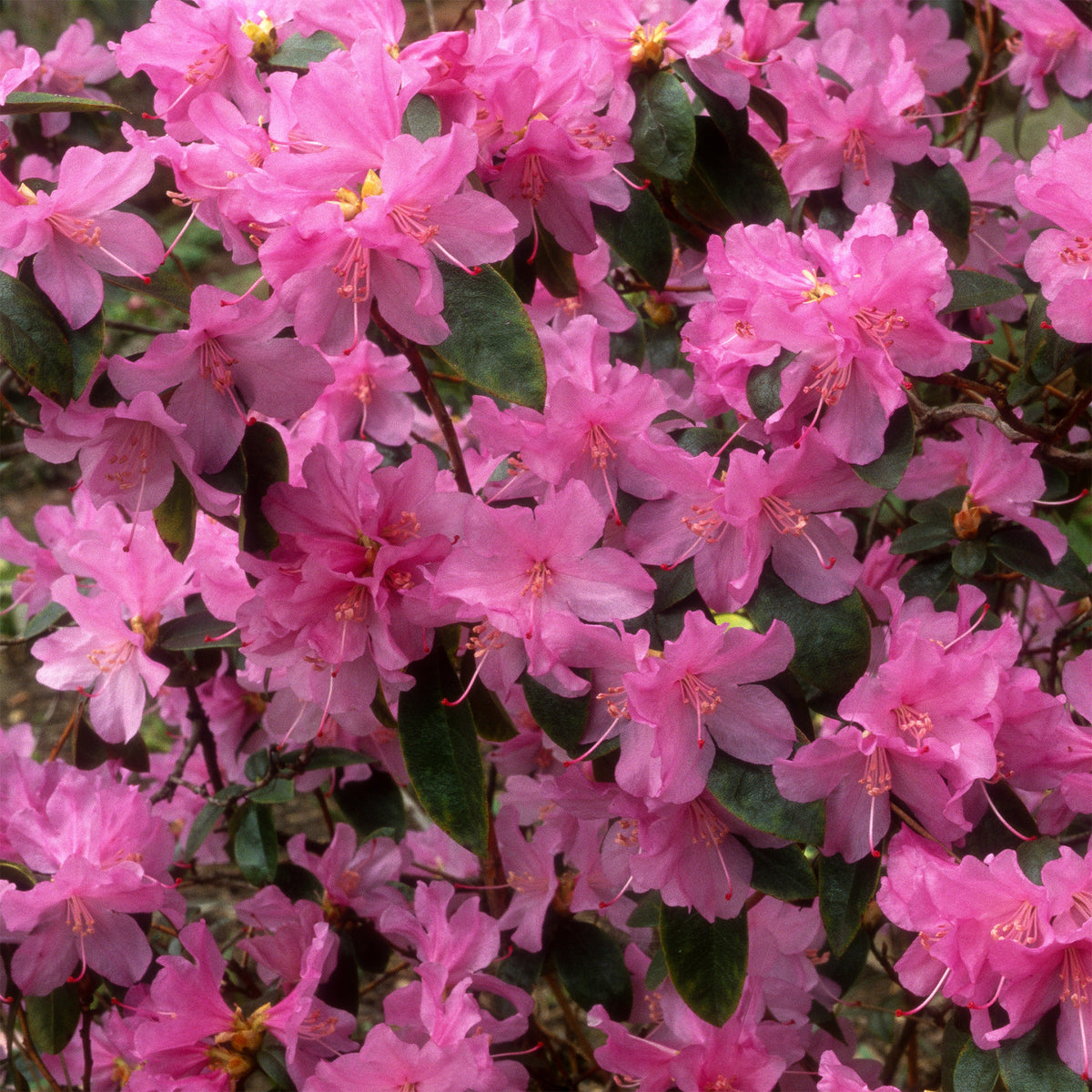 Verkoop Rhododendron 'Praecox' - Rhododendron praecox