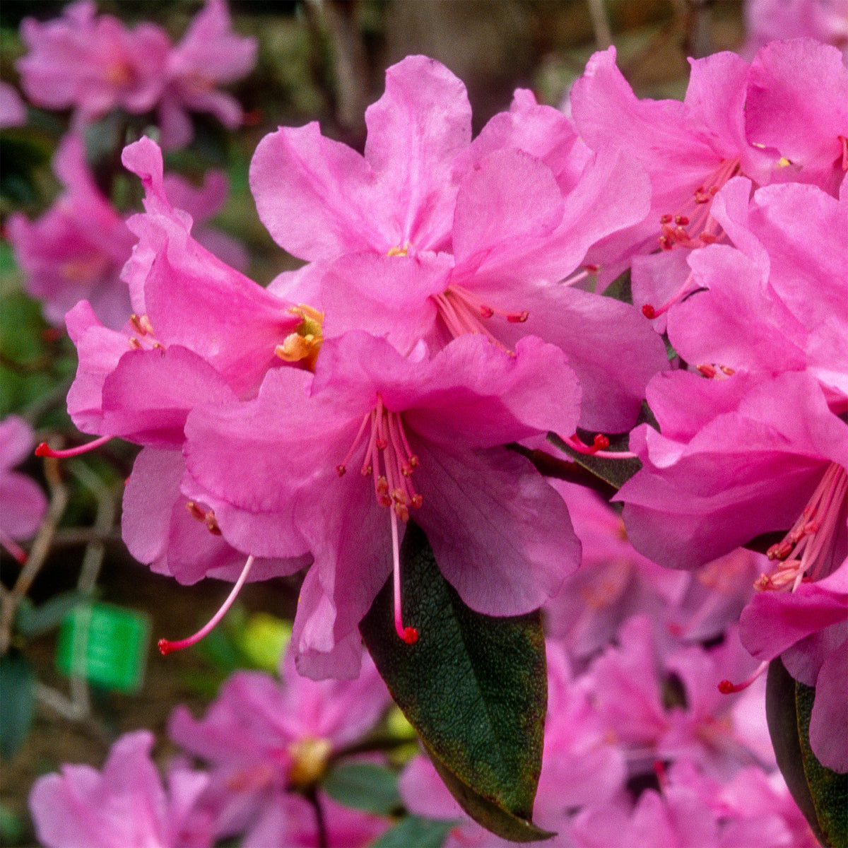 Rhododendron - Rhododendron 'Praecox' - Rhododendron praecox