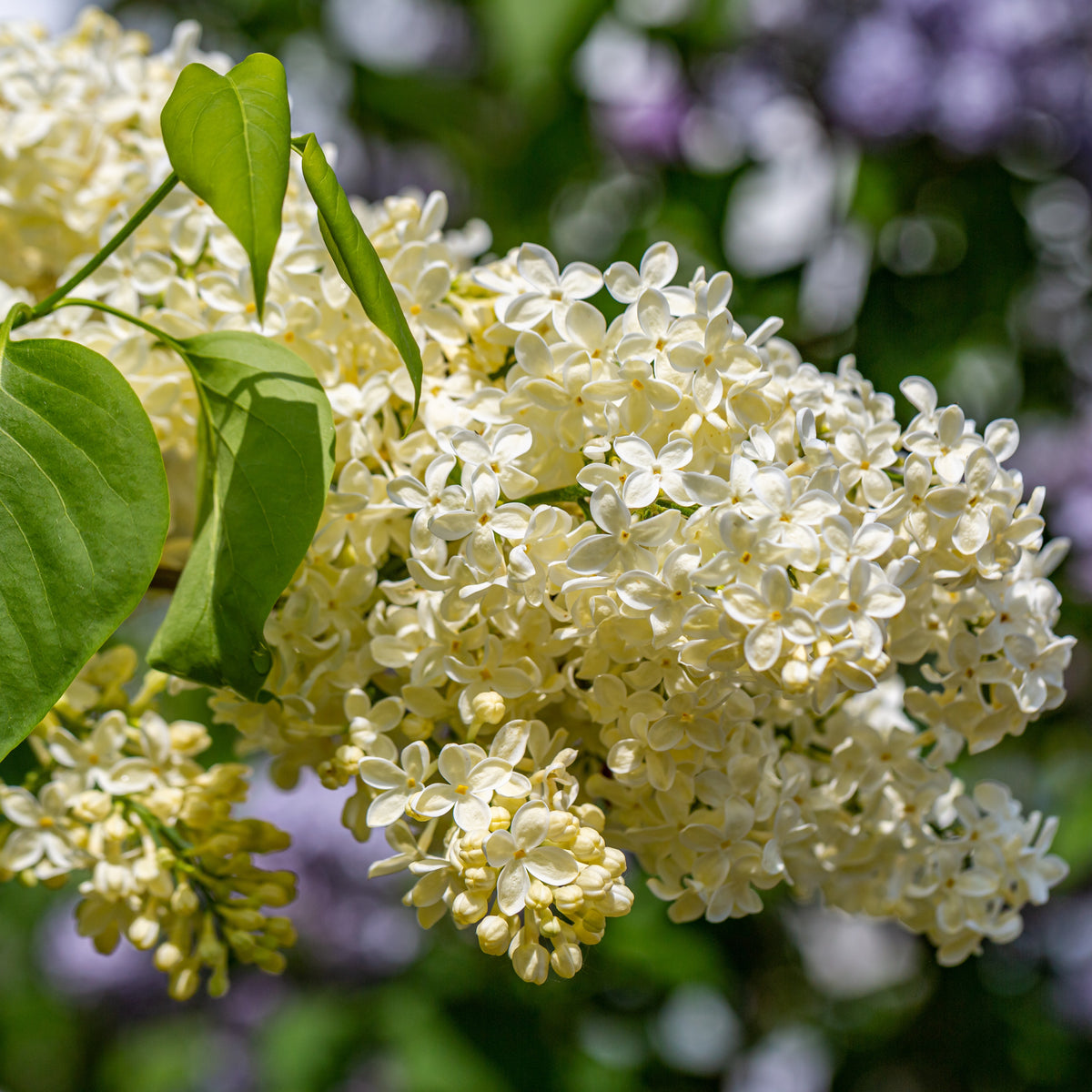 Syringa vulgaris Primrose - Gele Sering - Sering