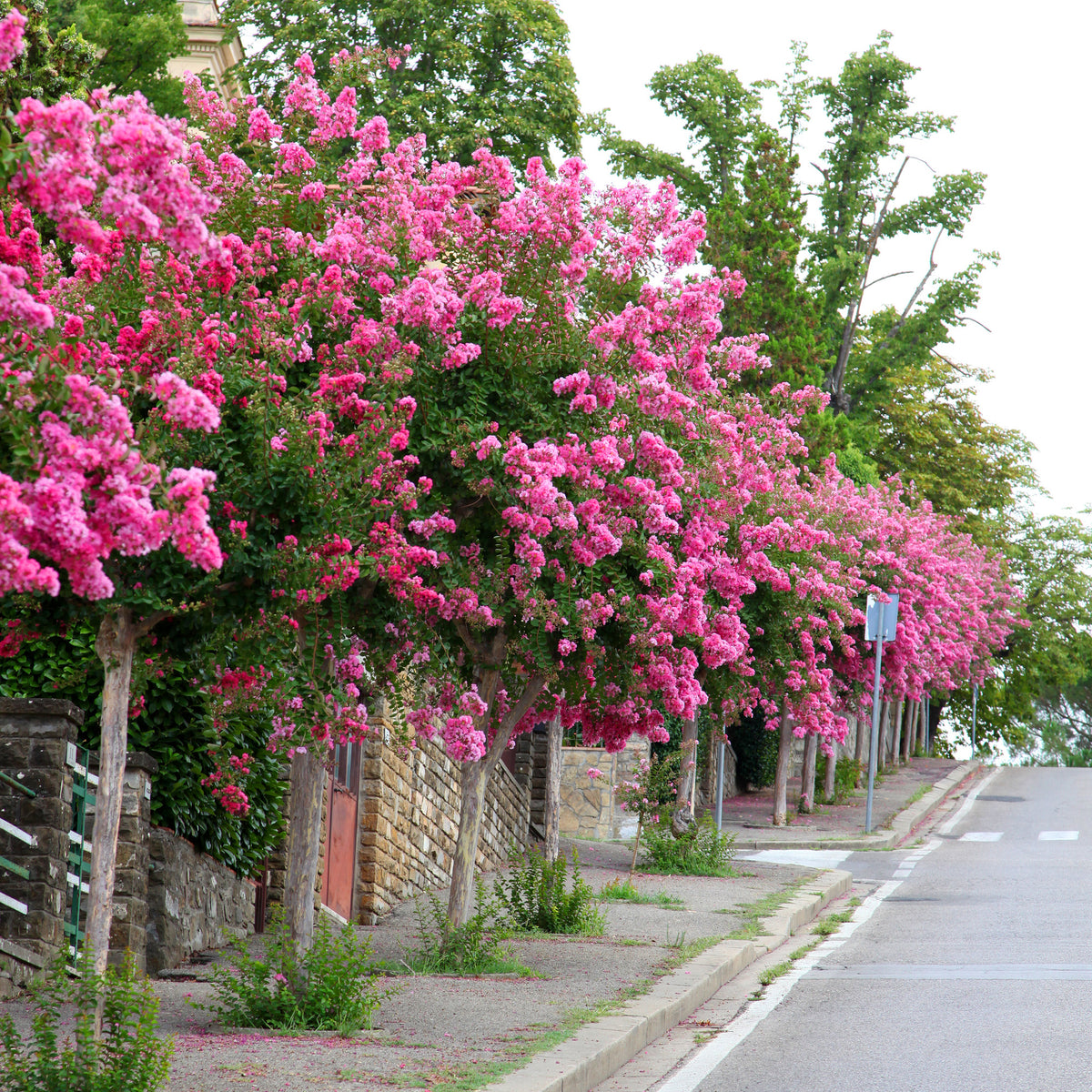 Indische sering - roze