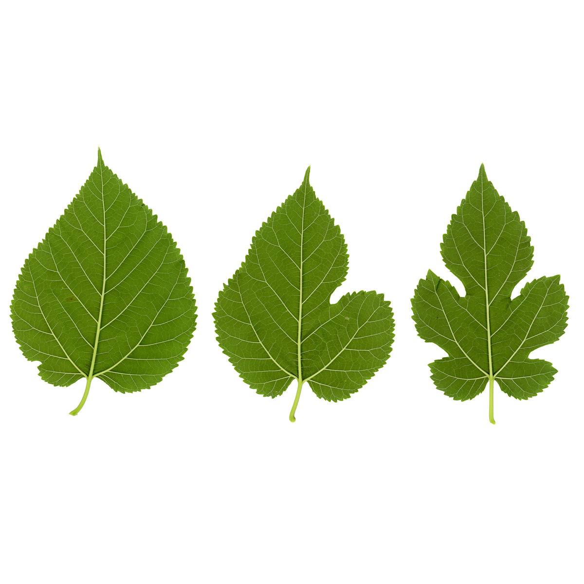 Witte moerbei 'Macrophylla' - Morus alba Macrophylla - Bakker