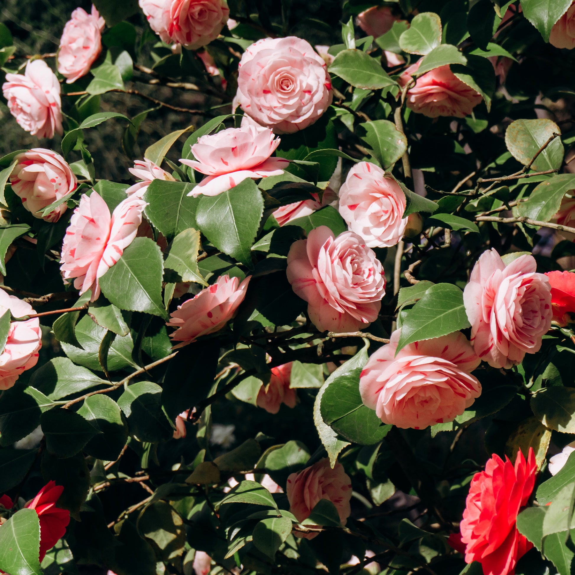 Japanse roos 'William Barlett' - Camellia japonica william bartlett - Bakker