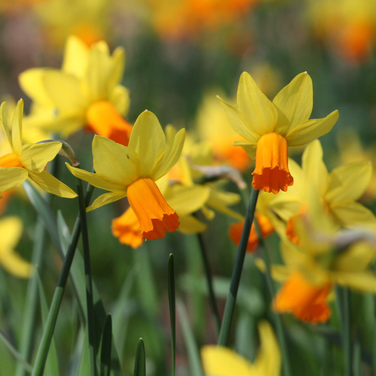 Narcis Jet Fire (x5) - Narcissus cyclamineus Jetfire - Bakker