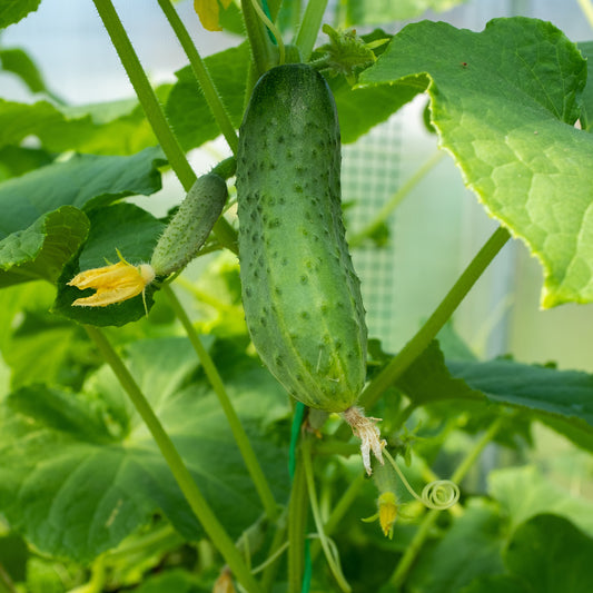 Komkommer 'Regal F1' - Bakker