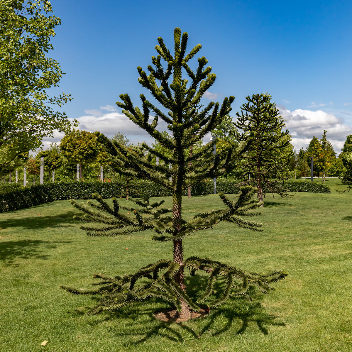Coniferen - Apenboom - Araucaria imbricata
