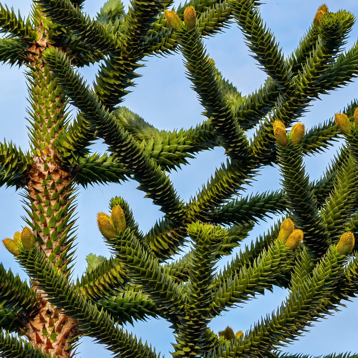 Araucaria imbricata - Apenboom - Coniferen