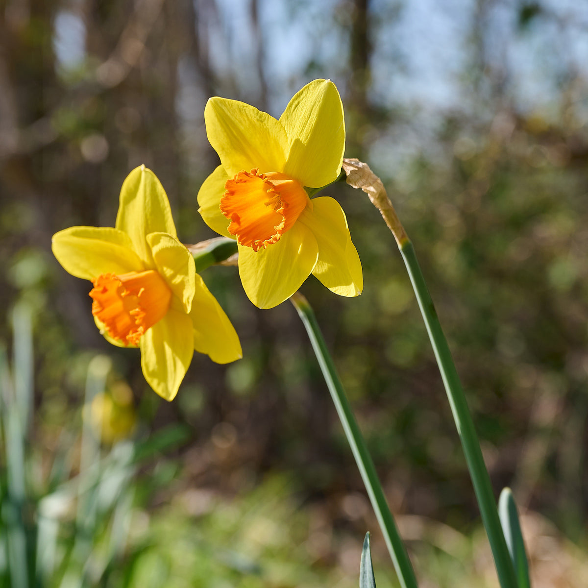 Narcissen 'Fortune' (x10) - Narcissus fortune - Bakker