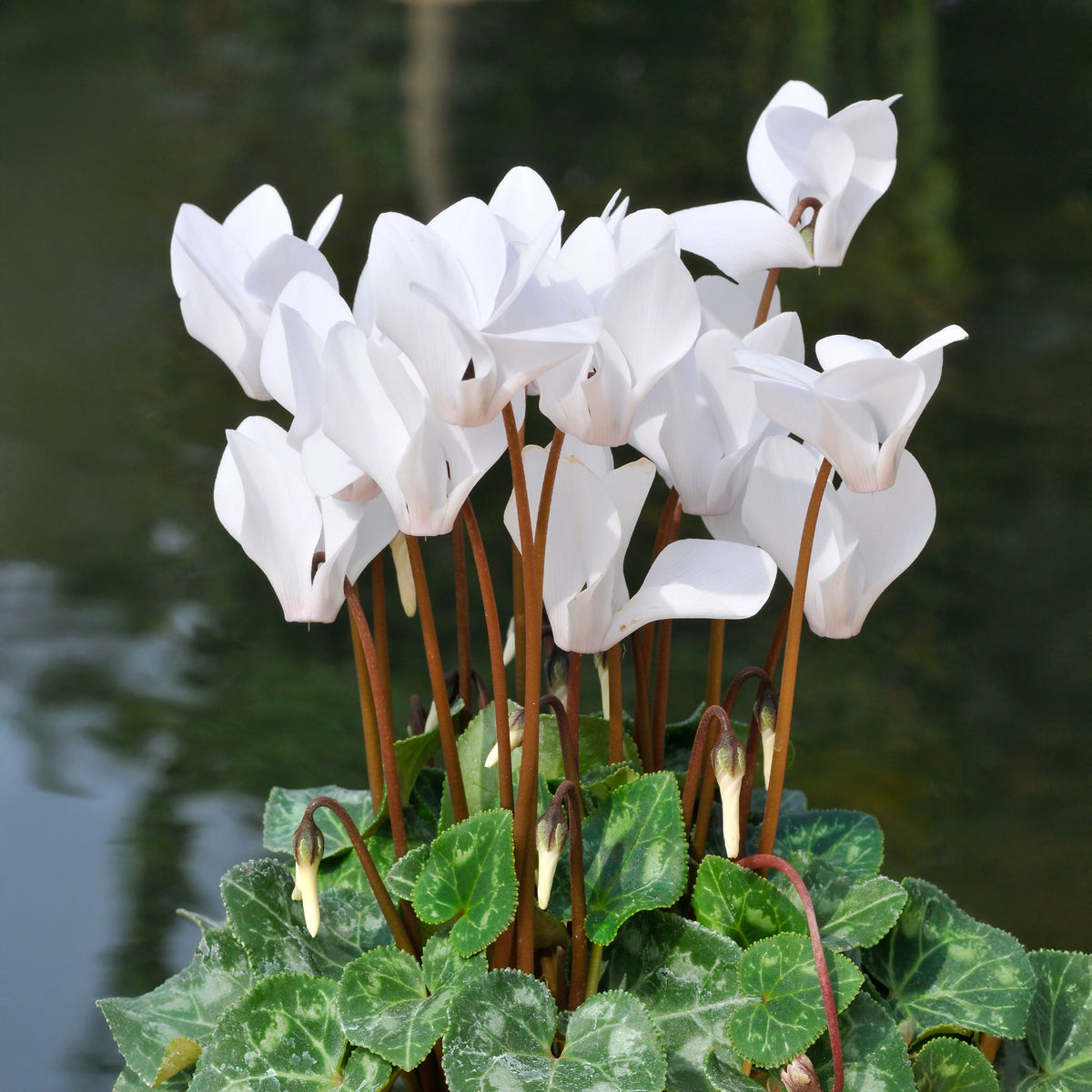 Cyclamen super série - Witte cyclaam (x3) - Balkon- en terrasplanten