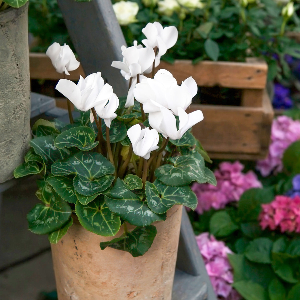 Verkoop Witte cyclaam (x3) - Cyclamen super série