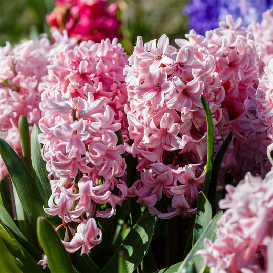 Roze Hyacinthen (x3) - Bakker