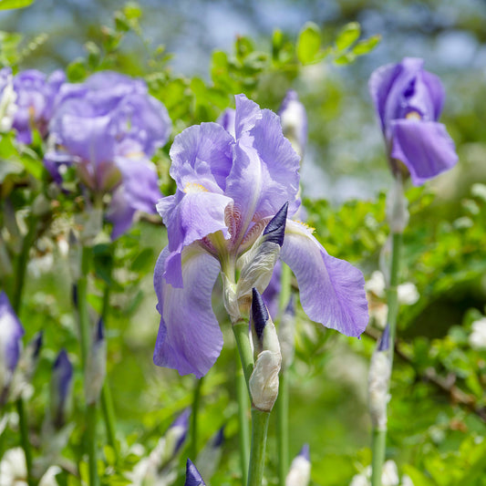 Baardiris 'Lovely Again' (x3) - Bakker