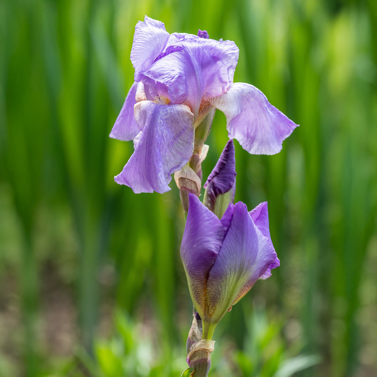 Iris germanica lovely again - Baardiris 'Lovely Again' (x3) - Iris germanica - Duitse iris