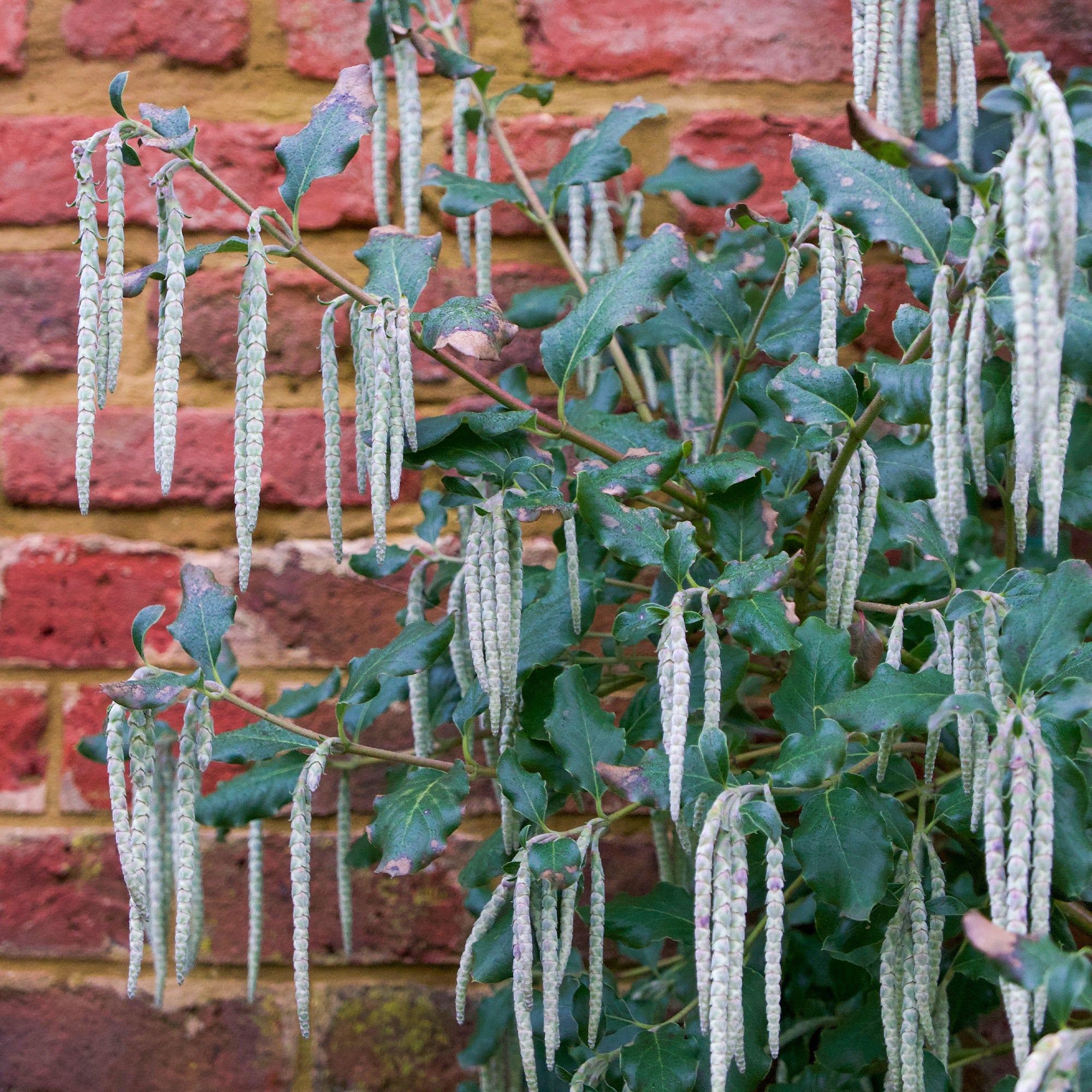 garrya elliptica philodendron Garrya - Garrya elliptica