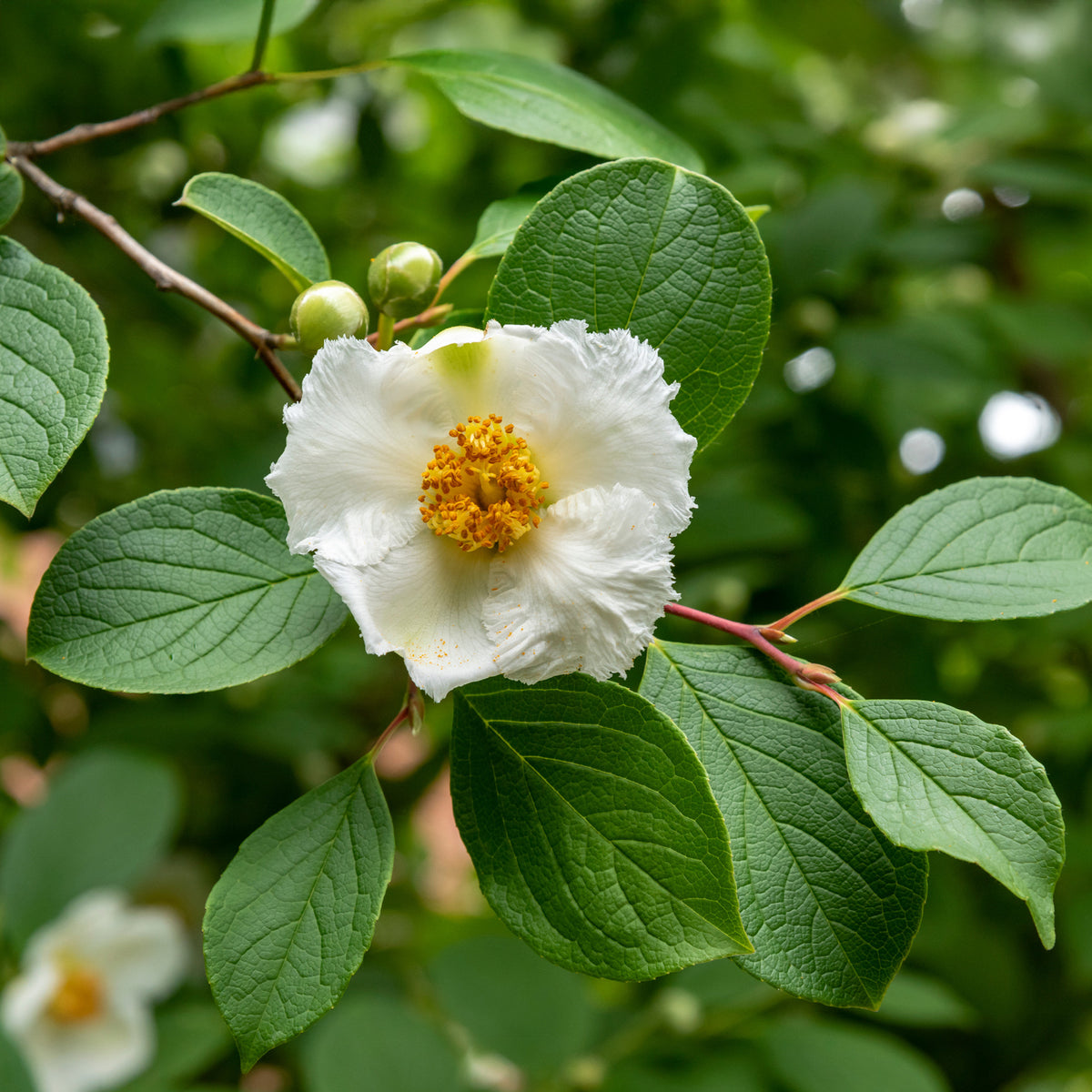 Stewartia pseudocamellia - Schijncamelia - Balkon- en terrasplanten