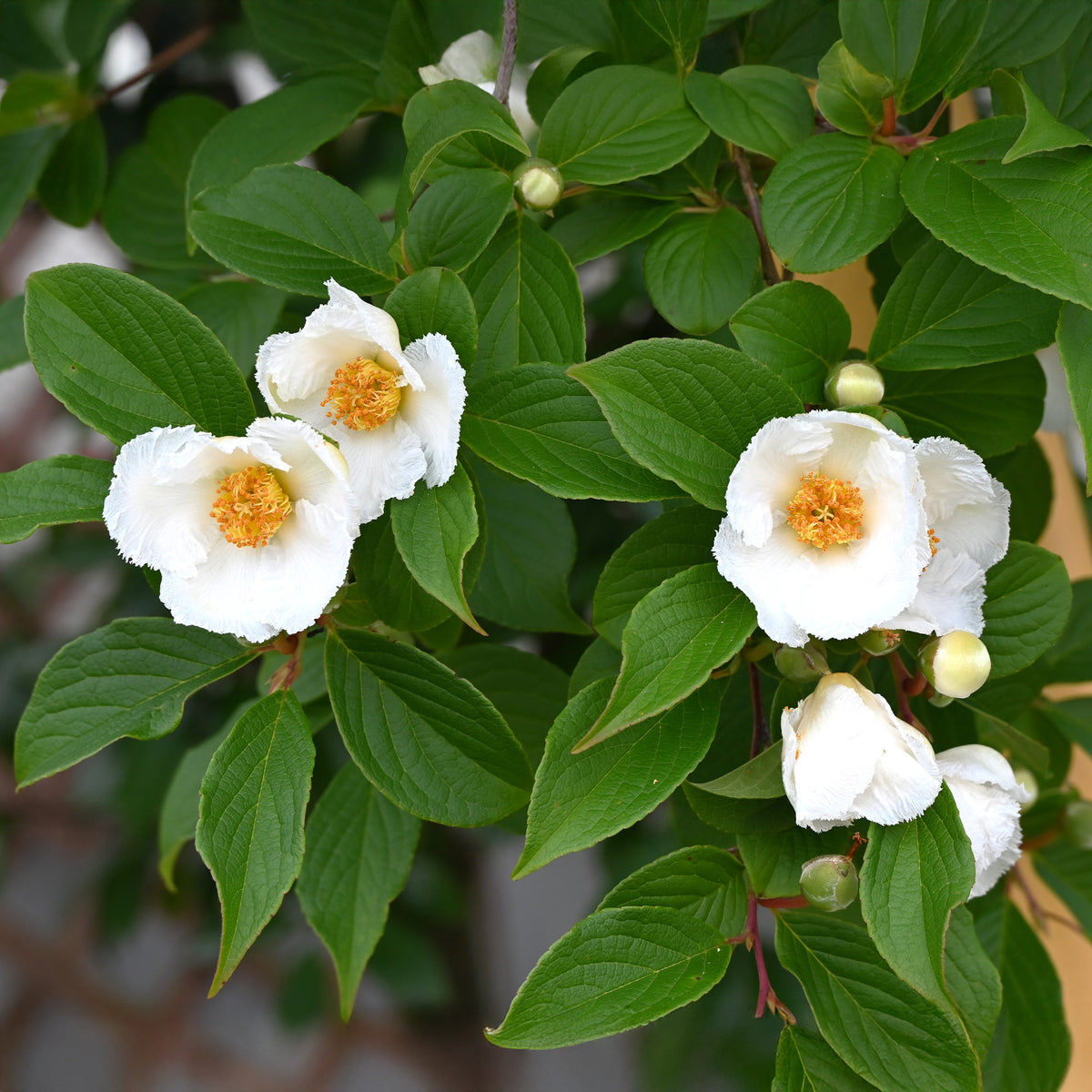Schijncamelia - Bakker