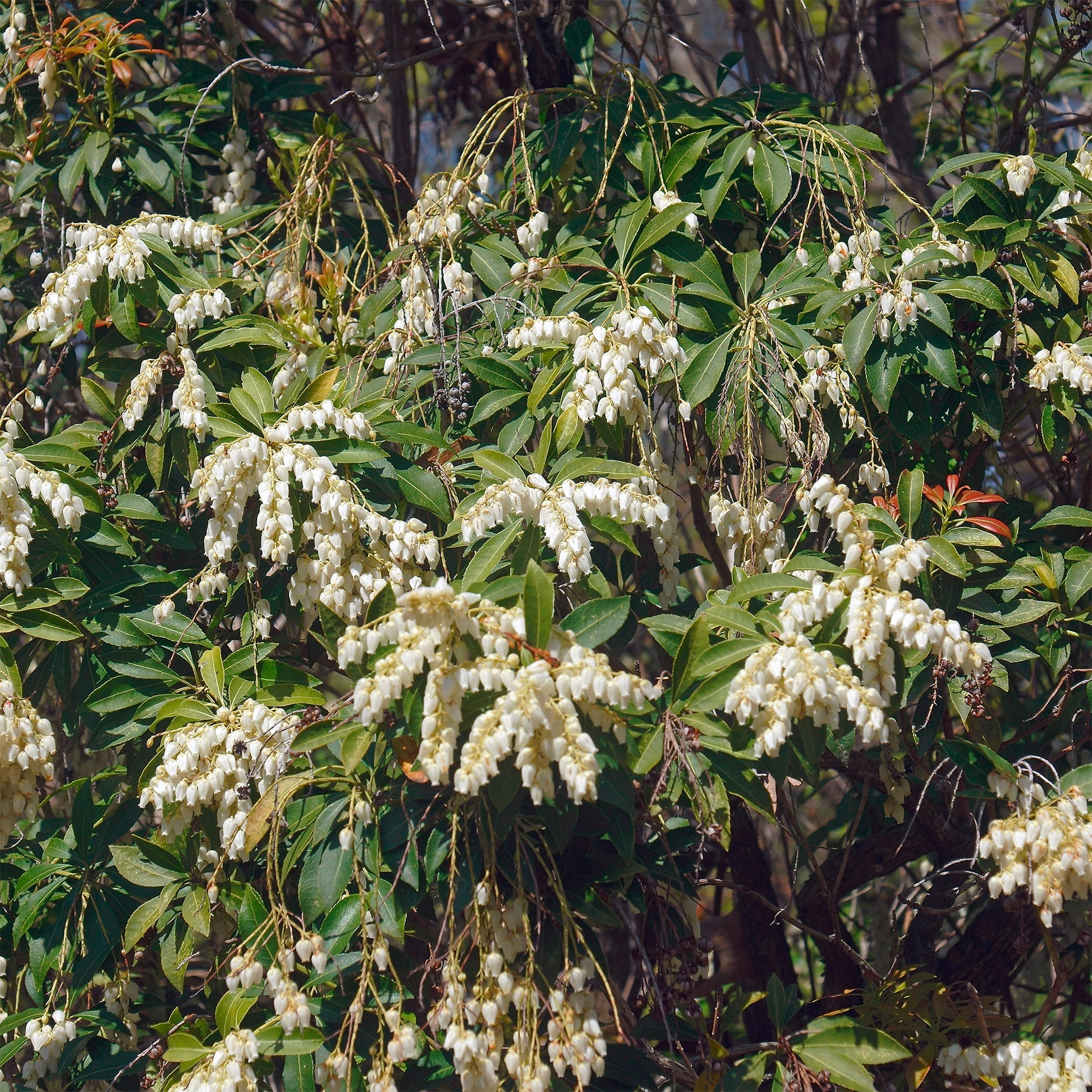 Rotsheide White Cascade - Bakker