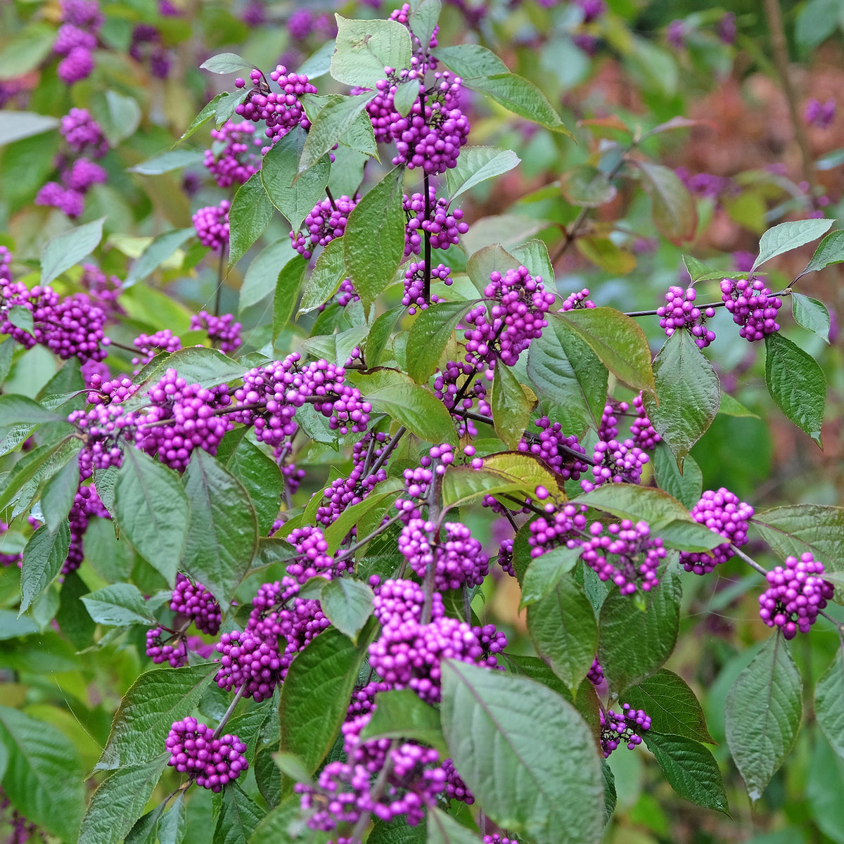 Schoonvrucht 'Profusion'