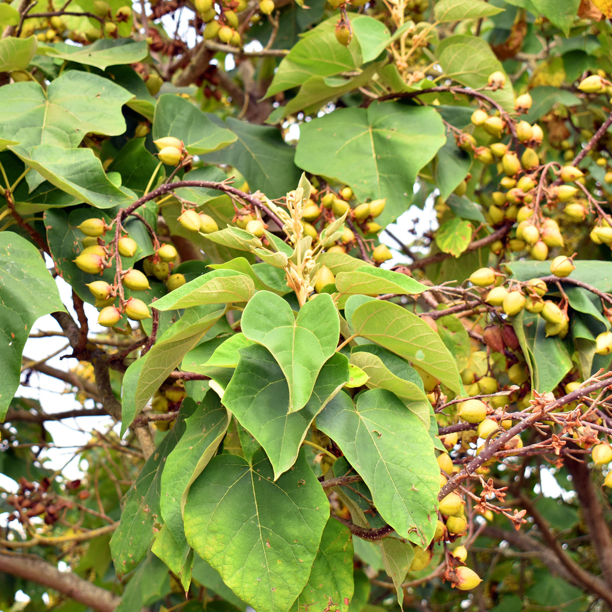 Verkoop Keizerboom