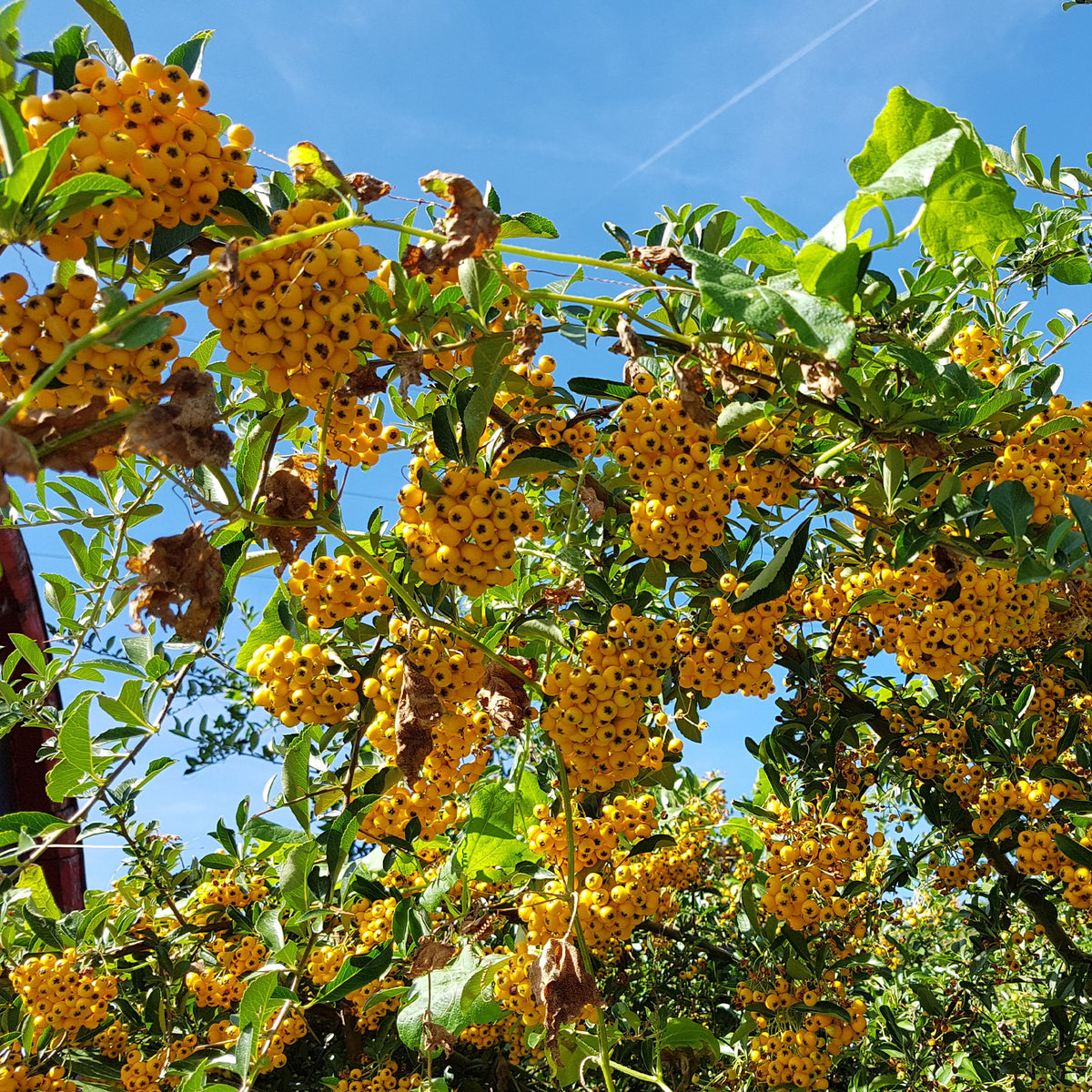 Vuurdoorn 'Saphyr Jaune' (x3) - Pyracantha saphyr jaune - Bakker