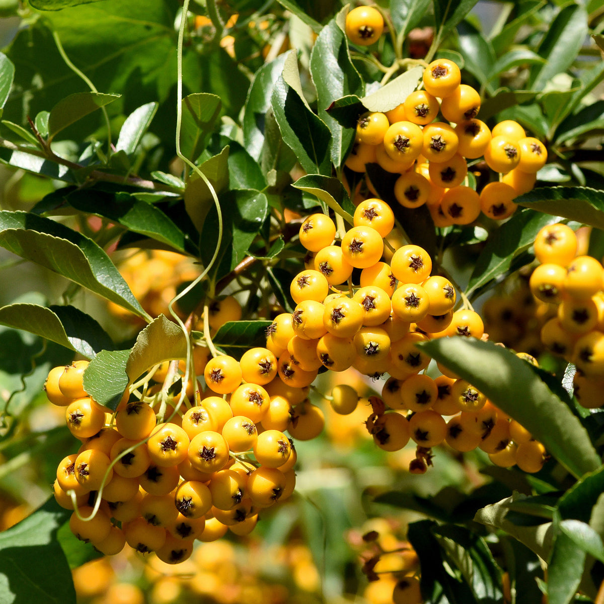Vuurdoorn 'Saphyr Jaune' (x3) - Bakker