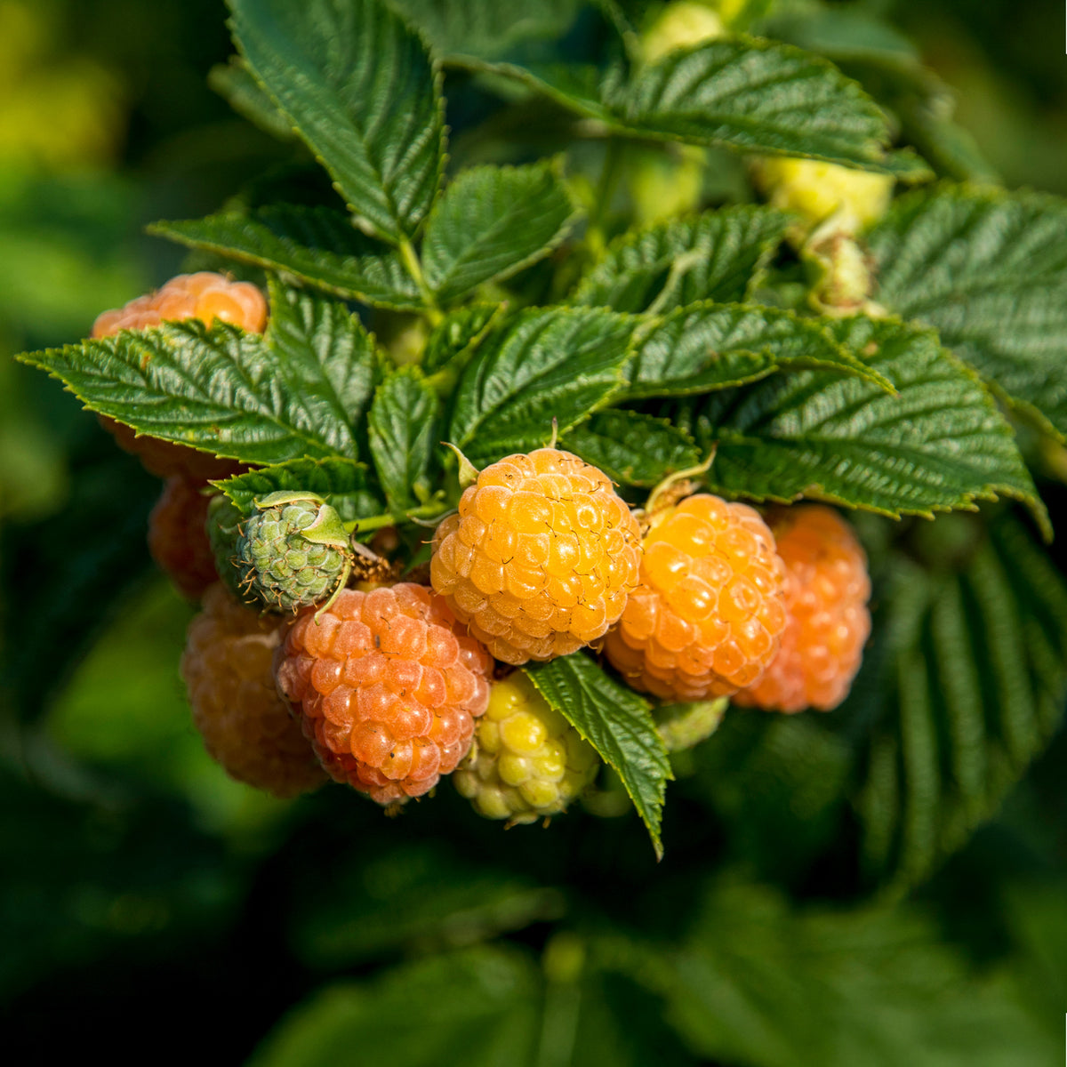 Frambooos - Framboos 'Fallgold' - Rubus idaeus Fallgold