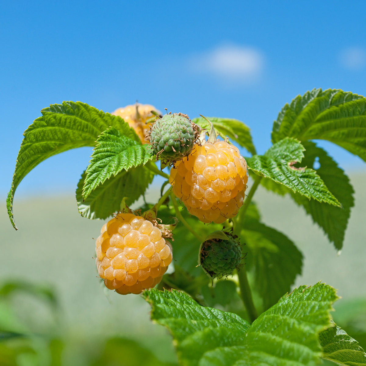 Rubus idaeus Fallgold - Framboos 'Fallgold' - Frambooos