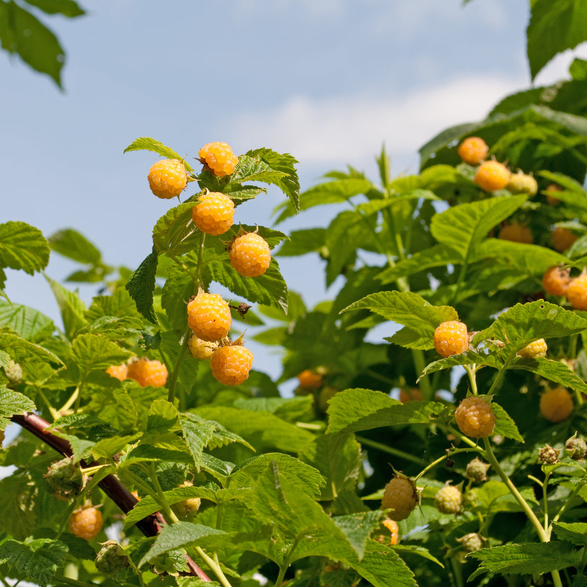 Framboos 'Fallgold' - Bakker