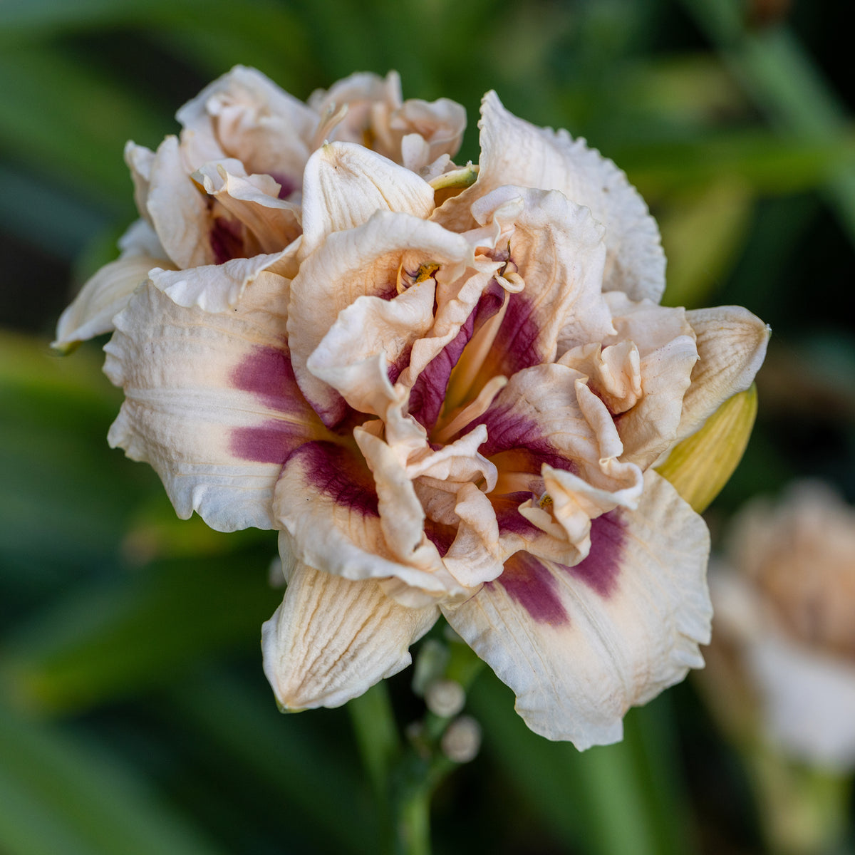 Daglelie 'Kringled Fantasy' (x2)