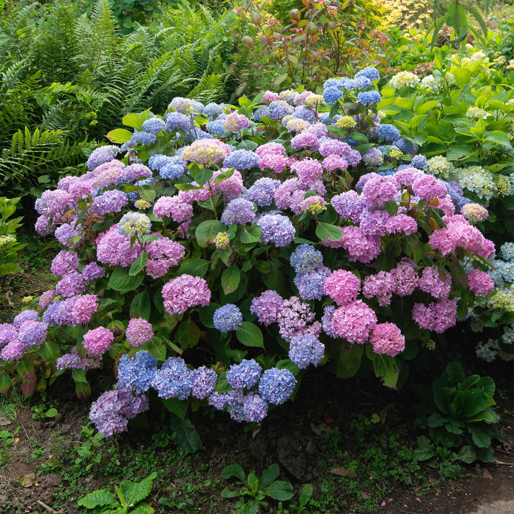 Hydrangea macrophylla - Boerenhortensia 'Tricolore' - Hortensia macrophylla