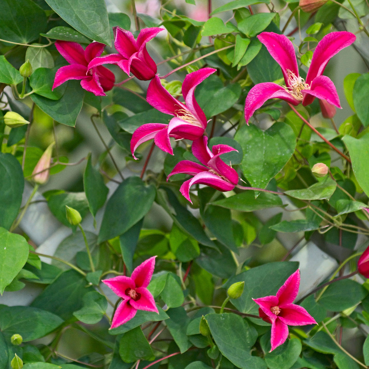 Bosrank 'Lady Diana'® - Bakker