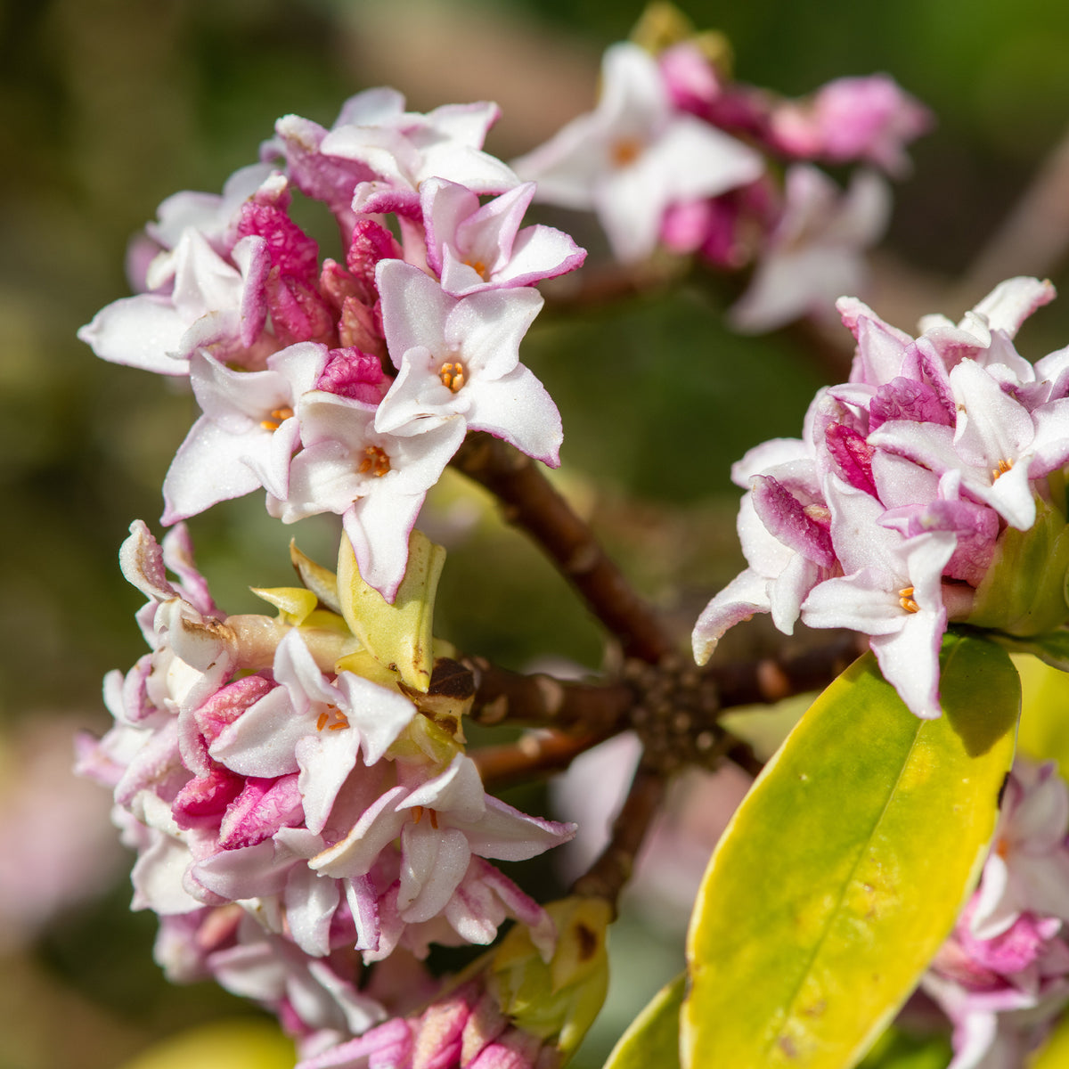 Daphne x odora x bholua perfume princess ® - Peperboompje 'Perfume Princess' - Bloeiende heesters