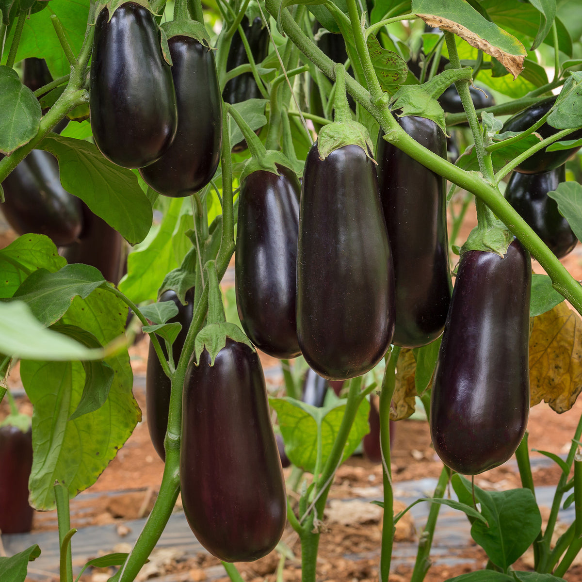 Aubergine 'Baluroi F1' - Solanum melongena Baluroi F1 - Bakker
