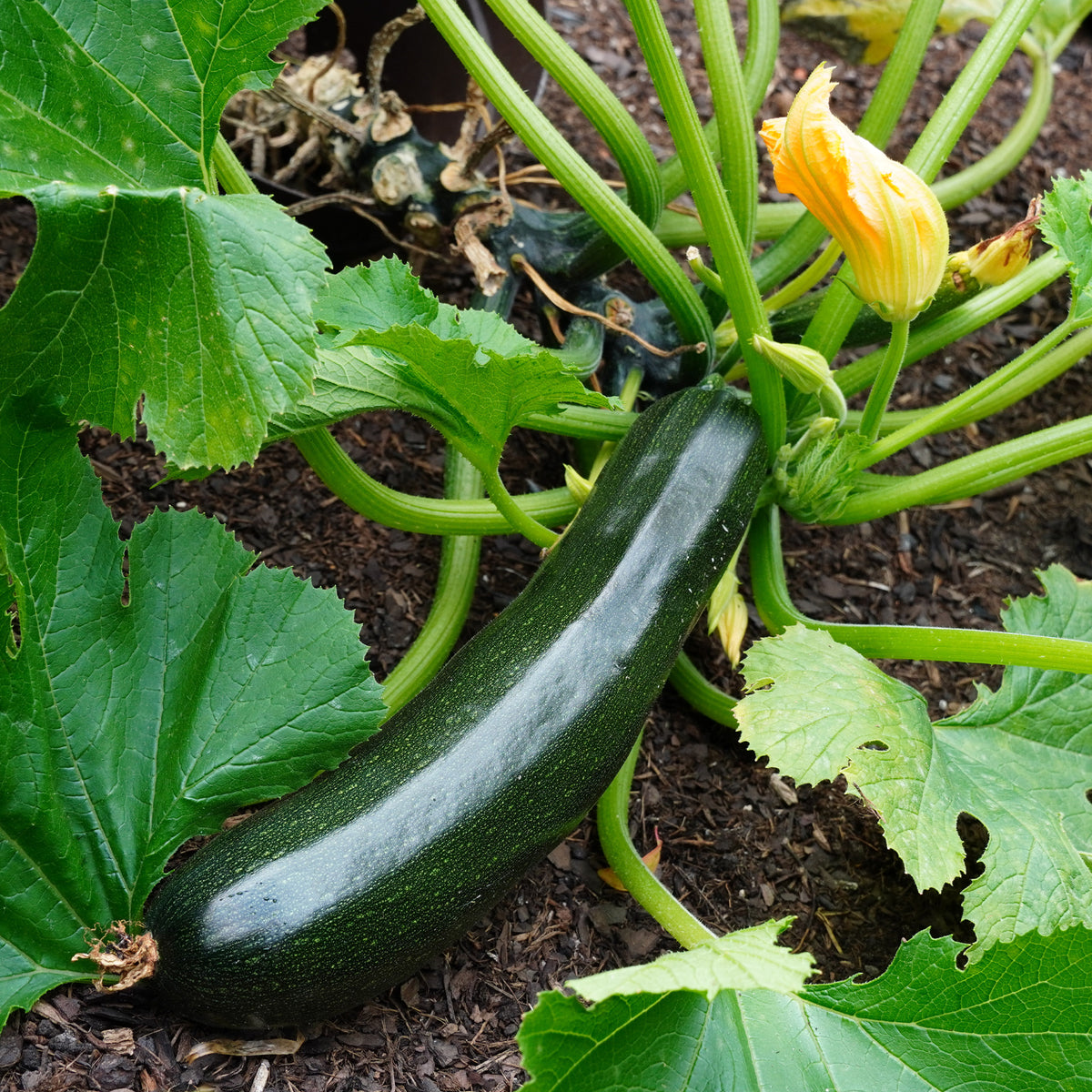 Courgette 'Tarmino F1' - Bakker
