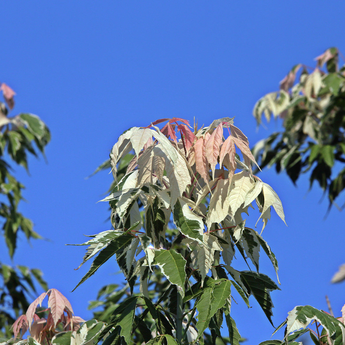 Acer negundo flamingo - Veder Esdoorn - Snelgroeiende bomen