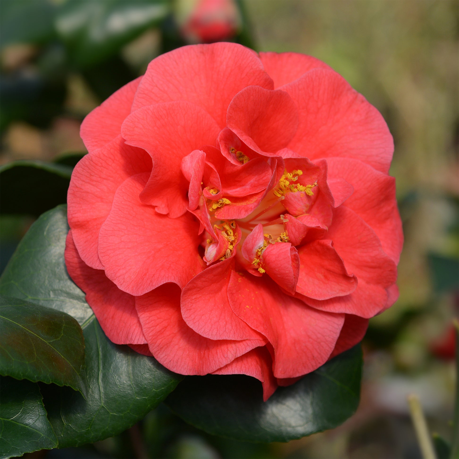 Verkoop Japanse roos - dubbelbloemig - rood - Camellia japonica Lady Campbell