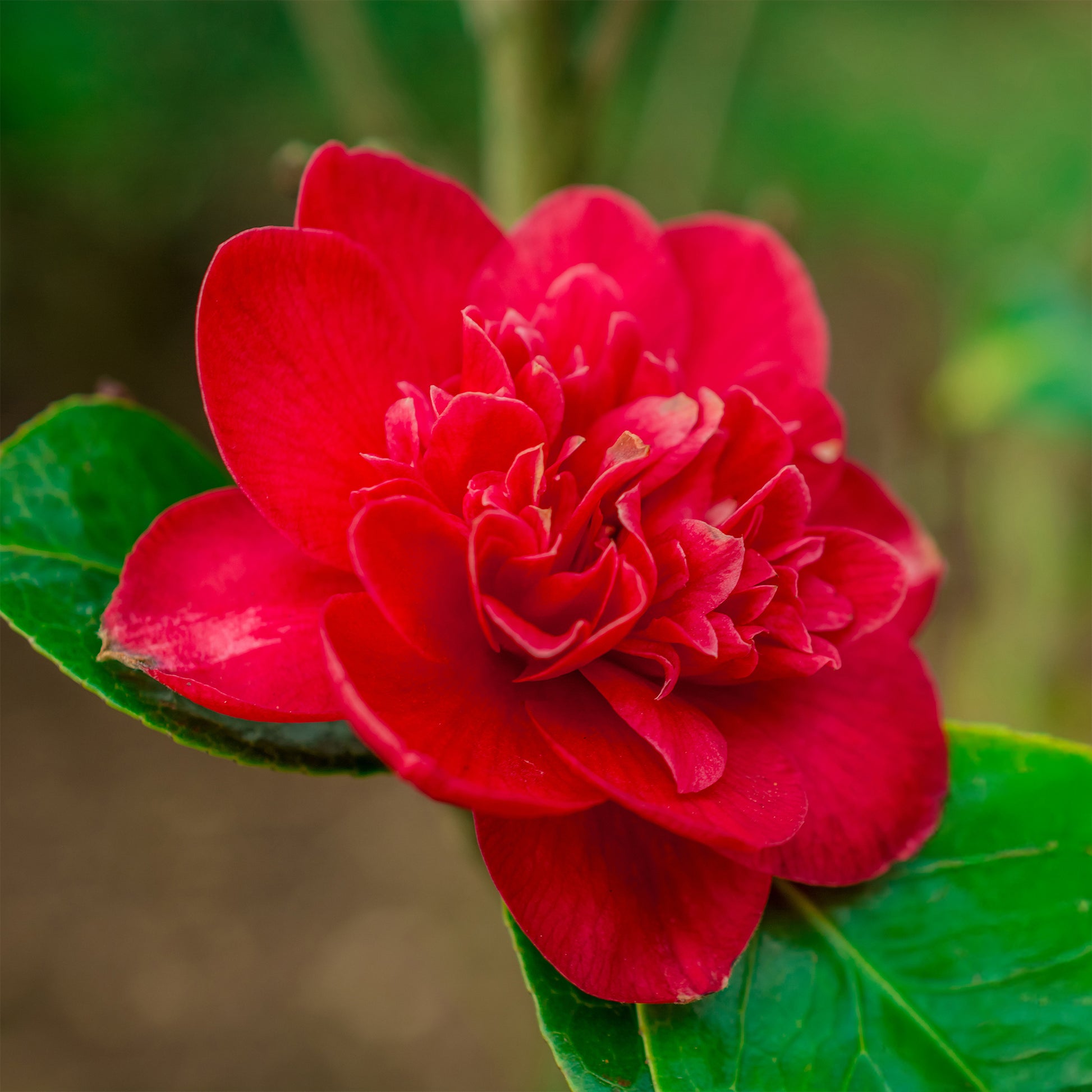 Japanse roos - dubbelbloemig - rood - Camellia japonica Lady Campbell - Bakker