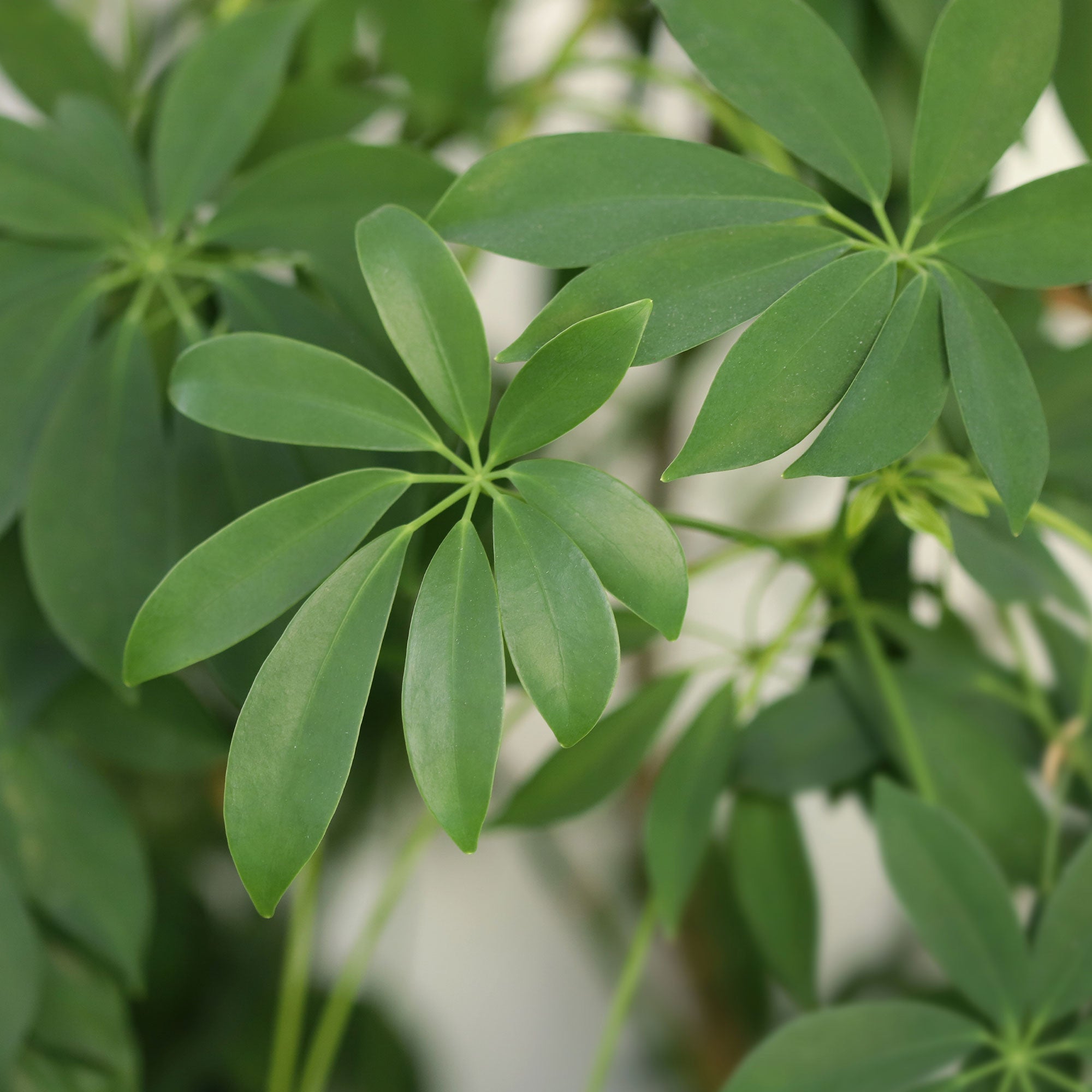 schefflera arboricola stekken Vingerplant - Schefflera arboricola