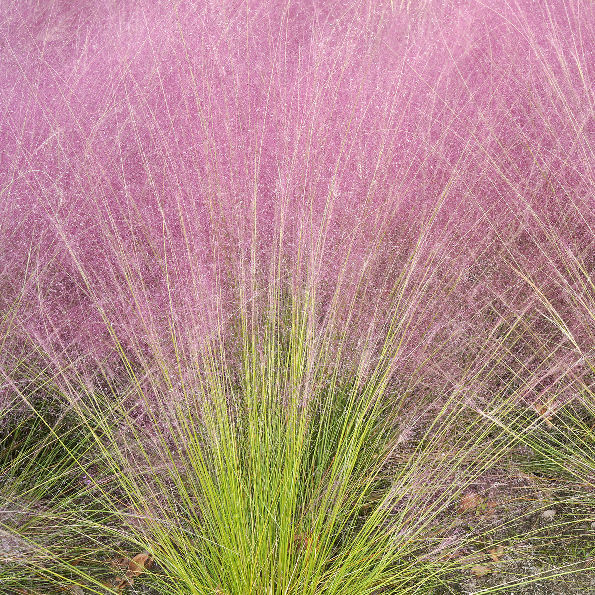 Vaste planten - Muhlenbergia - roze (x2) - Muhlenbergia capillaris