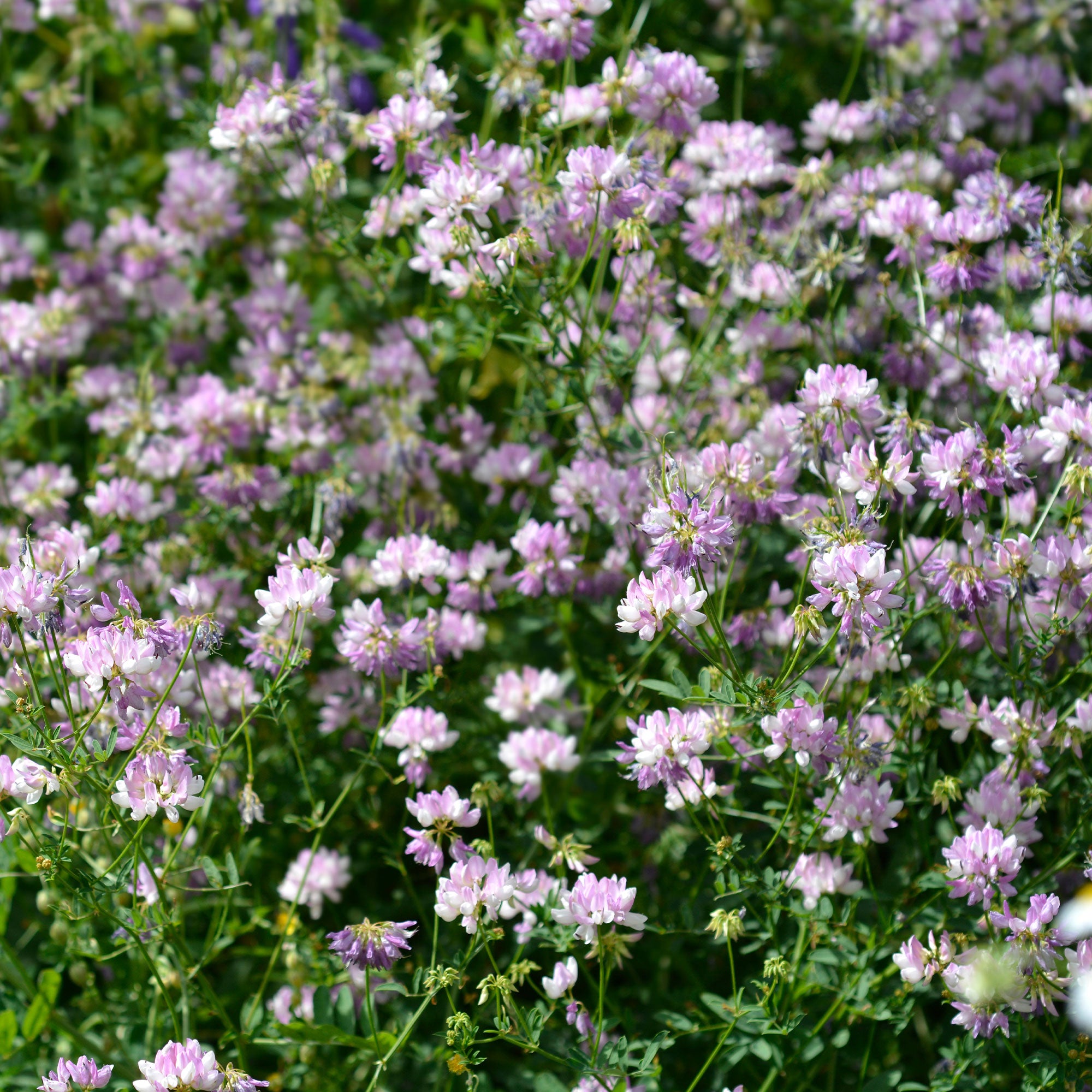 Bont Kroonkruid x2 Coronilla Varia Bakker bont-kroonkruid-x2-coronilla-varia-bakker