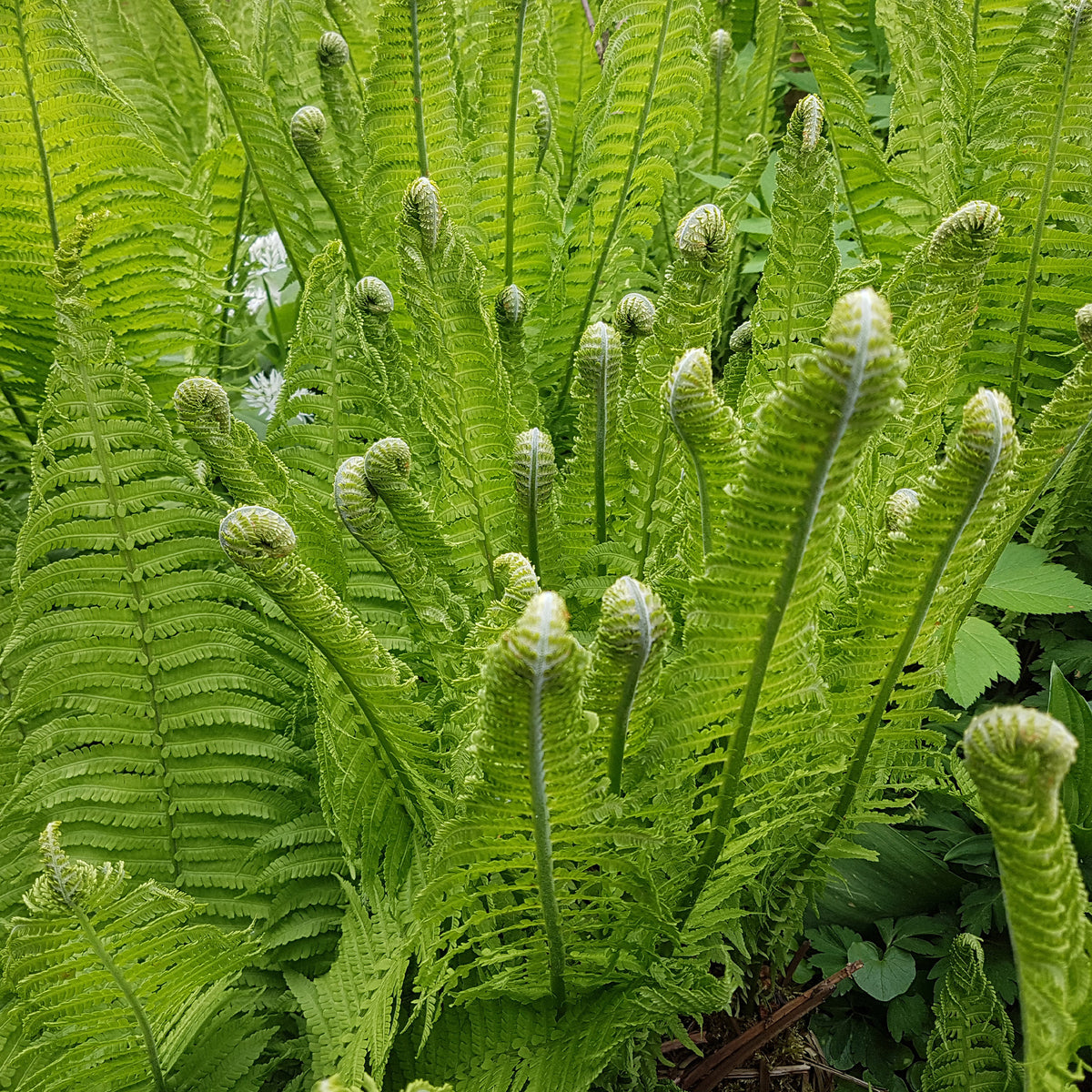 Matteuccia struthiopteris - Struisvaren (x2) - Vaste planten