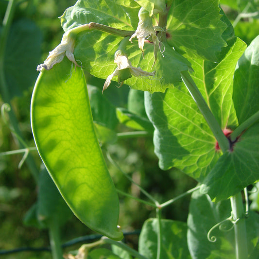 Peulen 'Héraut' - Bakker