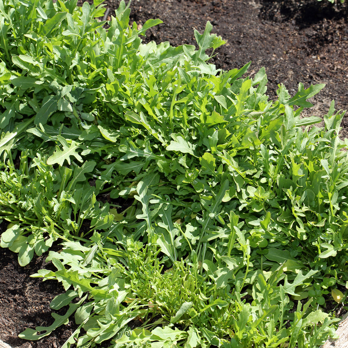 Wilde Rucola Sylvetta (Wild Rocket) - Diplotaxis selvatica sylvetta - Bakker