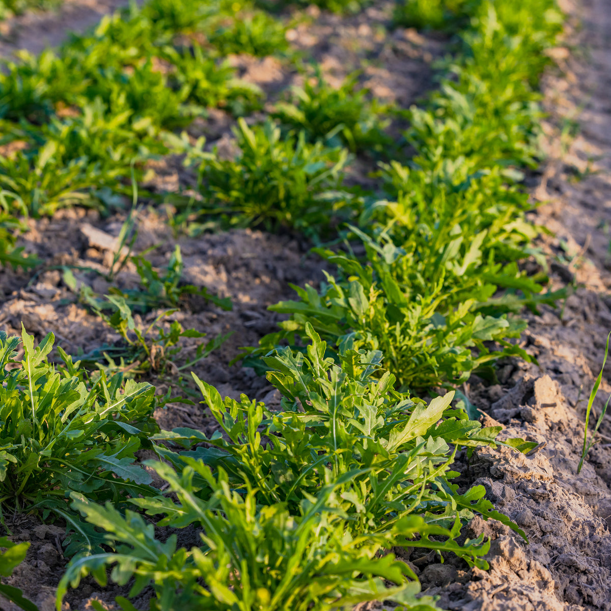 Rucola 'Rocky Wild' - BIO - Diplotaxis selvatica rocky wild - Bakker