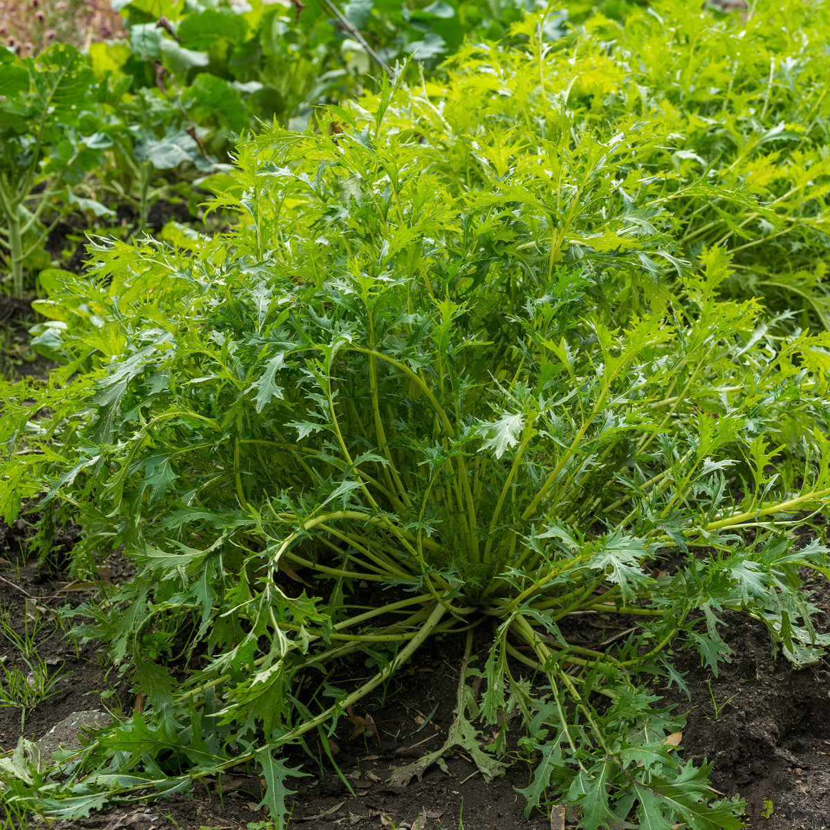 Raapsteel 'Mizuna' - BIO - Brassica rapa japonica mizuna - Bakker