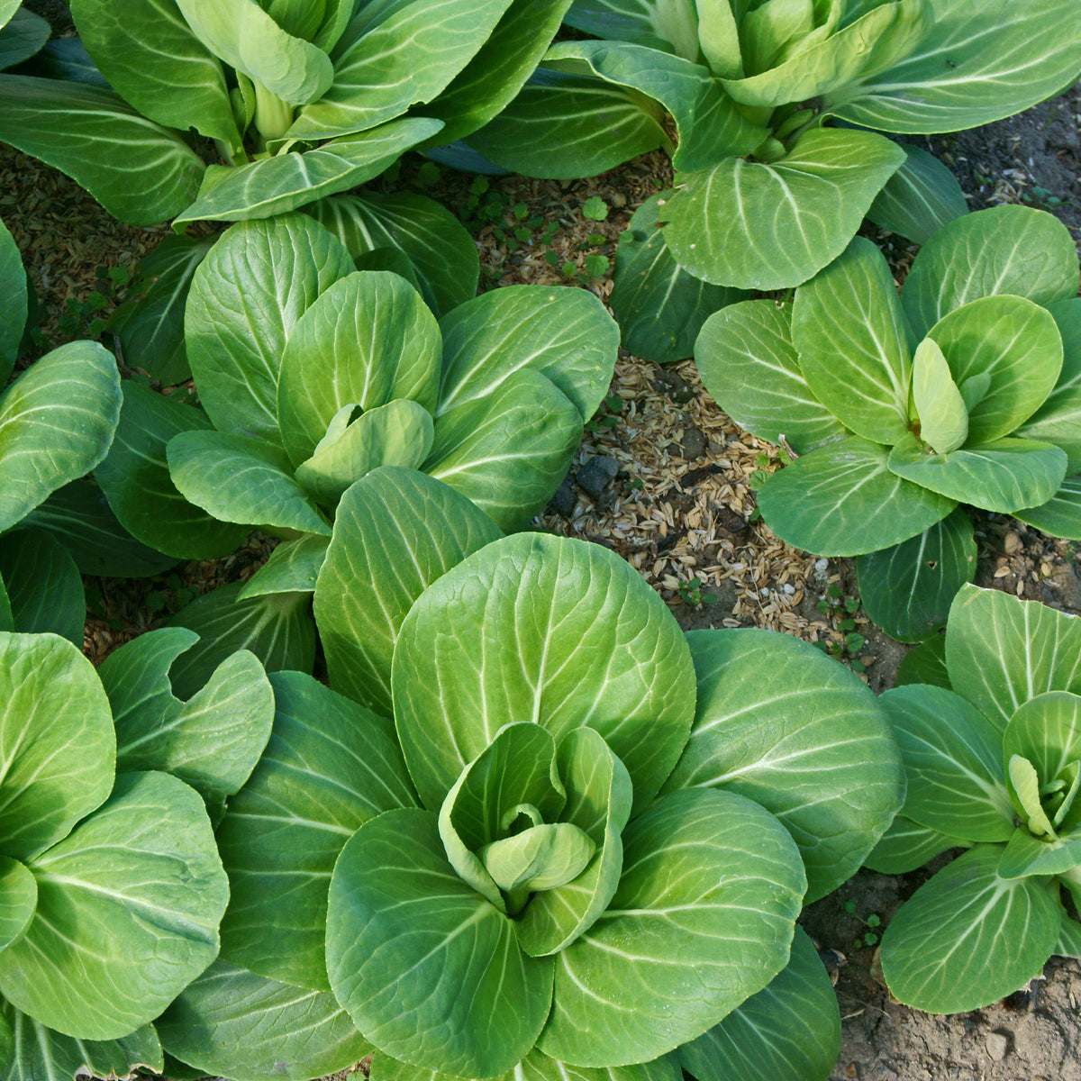 Verkoop Paksoi 'Green Fortune' - Brassica campestris chinensis green fortune