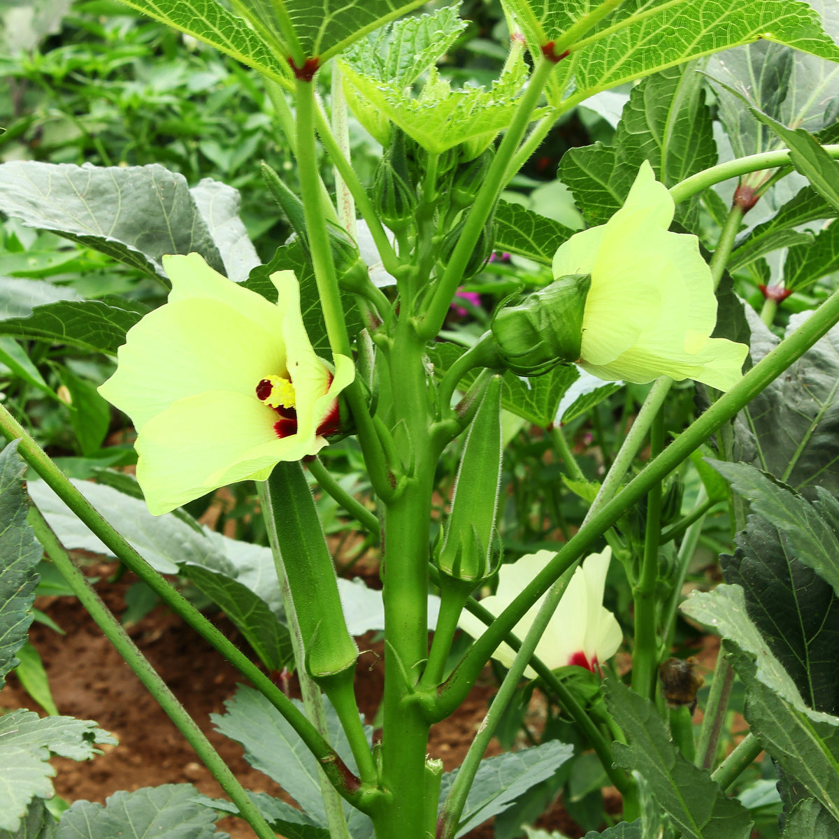 Moestuinzaden - Okra - Abelmoschus esculentus