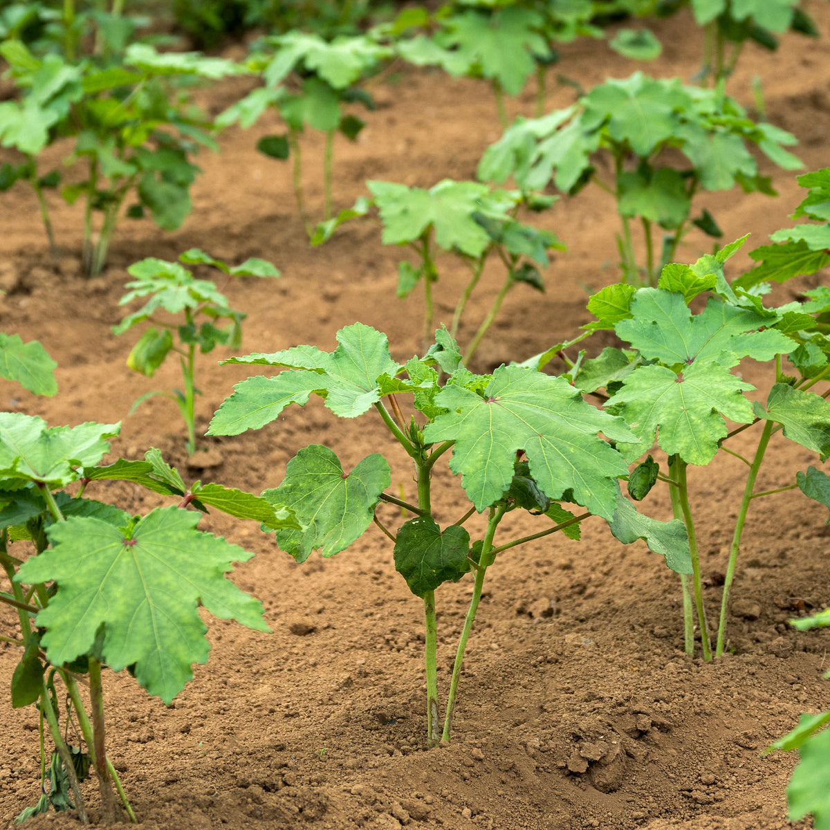Verkoop Okra - Abelmoschus esculentus