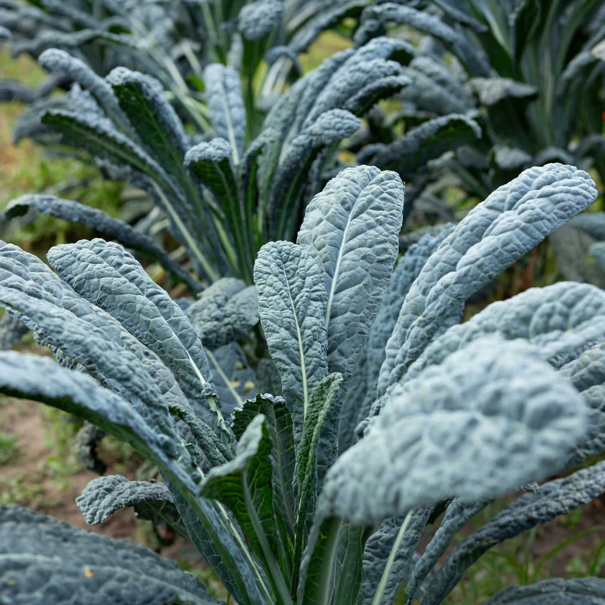 Palmboerenkool Nero di Toscana Bio - Bakker