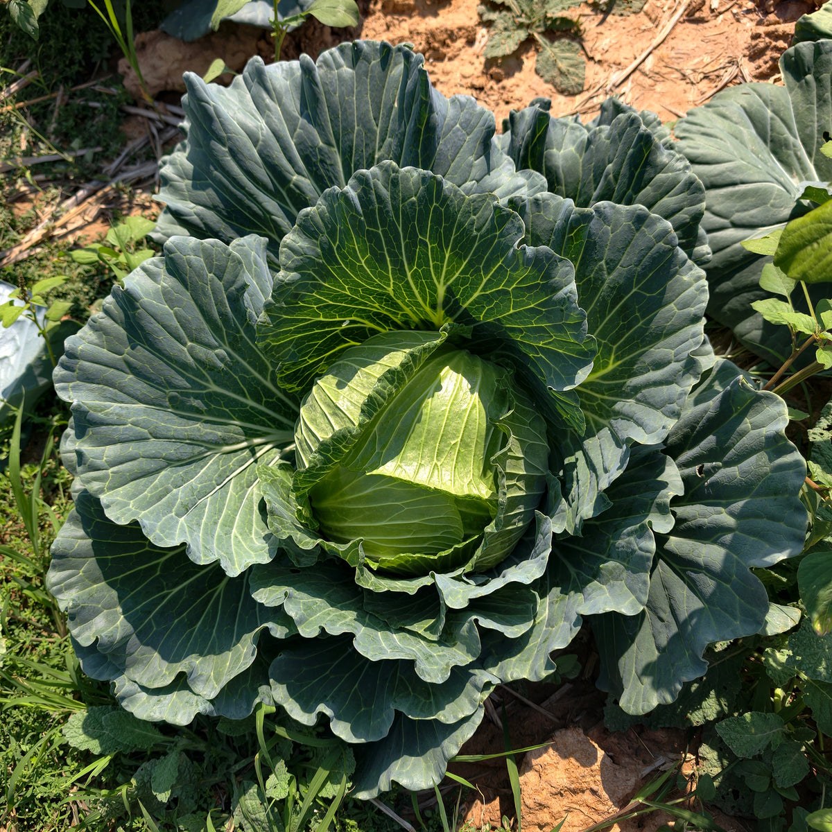 Brassica oleracea capitata de brunswick - Witte kool 'Brunswijker' - Koolzaden